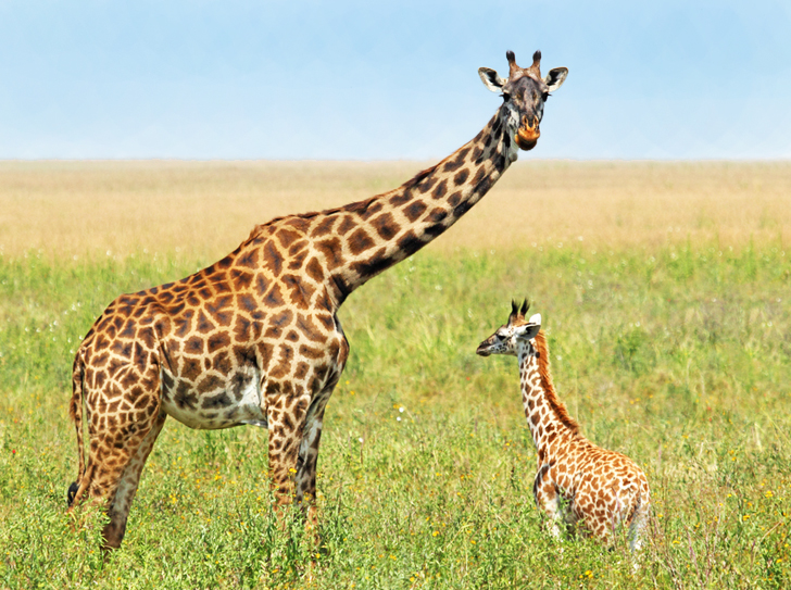 mama-and-baby-giraffe